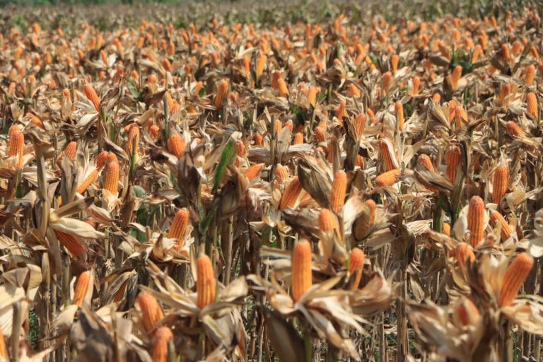 Polri Bersama Petani Jagung Tuban Bersiap Sambut Kehadiran Presiden RI pada Panen Raya