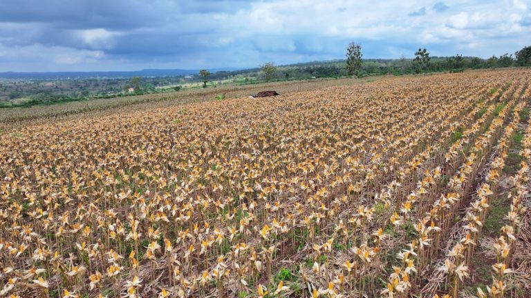 Perkuat Ketahanan Pangan Nasional, Presiden Prabowo Turun Langsung Panen Jagung di Tuban